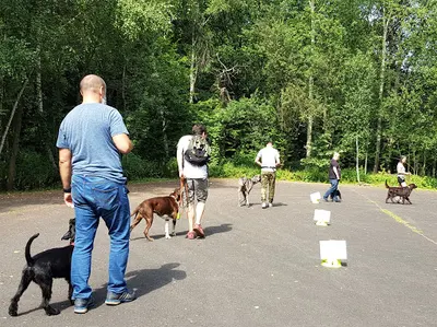 PRESTOR - Aneta Graboś behawiorysta